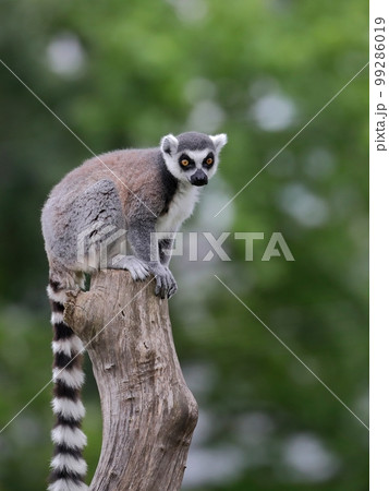 灰色 さる サル 猿の写真素材 - PIXTA