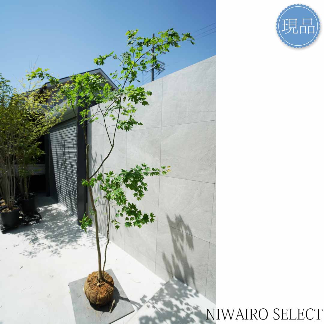 楽天市場】【現品】山採り【コハウチワカエデ】小羽団扇楓 株立ち 自然