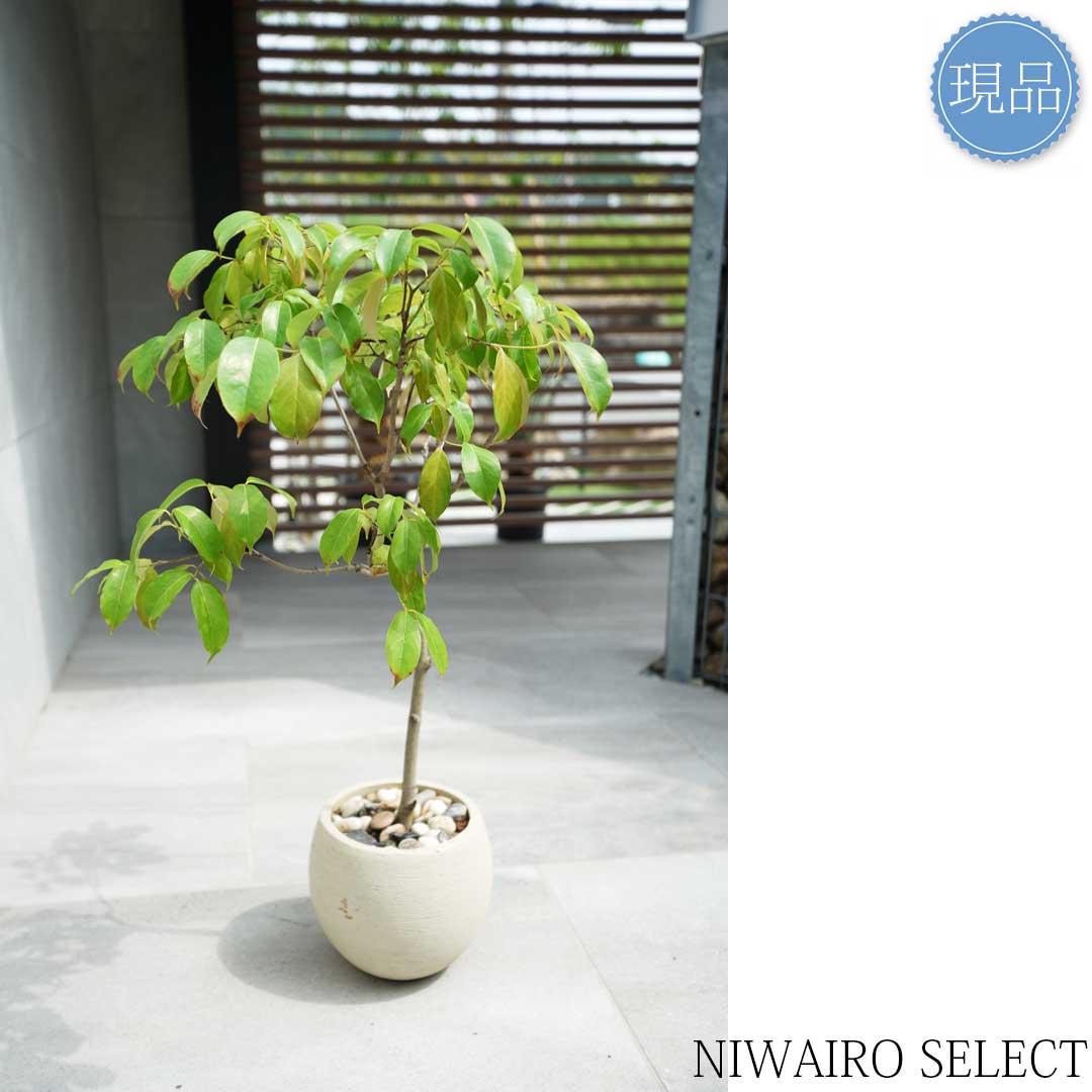 超逸品。常緑ヤマボウシ本株立ち2.6M(鉢底から) 超逸品。常緑