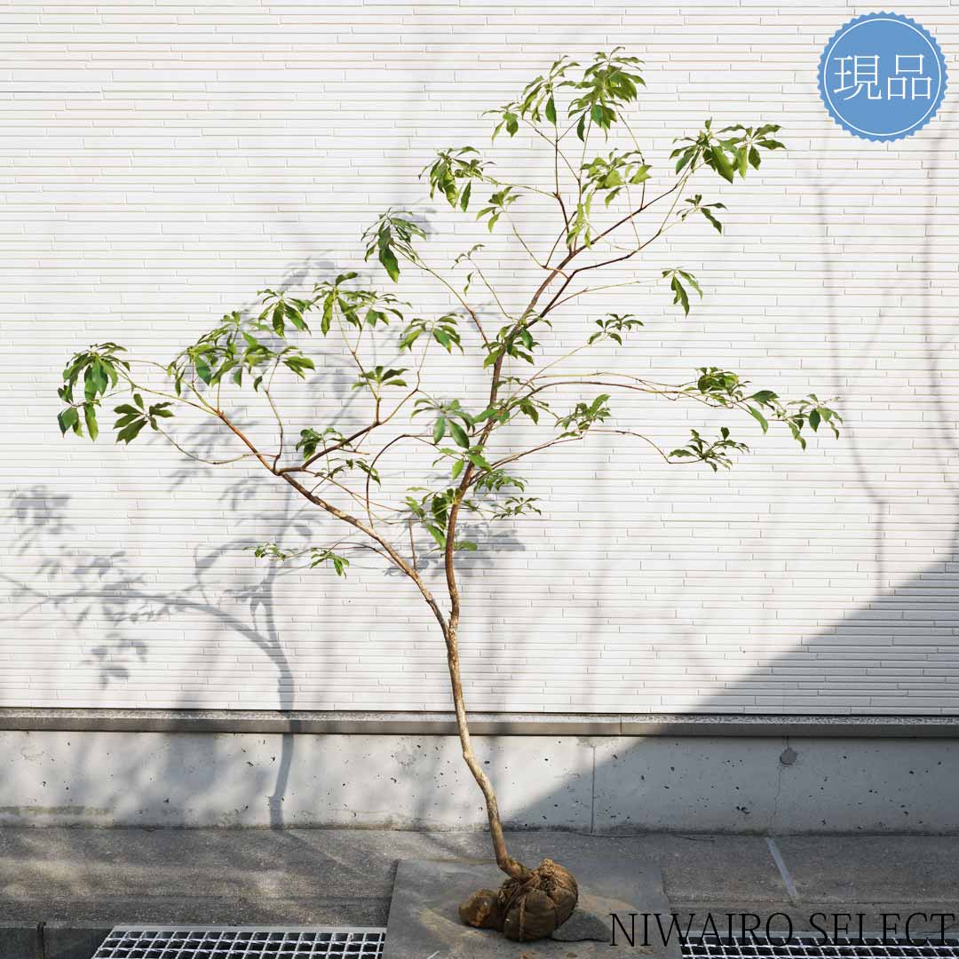 楽天市場】【現品】山採り【アセビ】白花 馬酔木 自然風樹形 樹高H