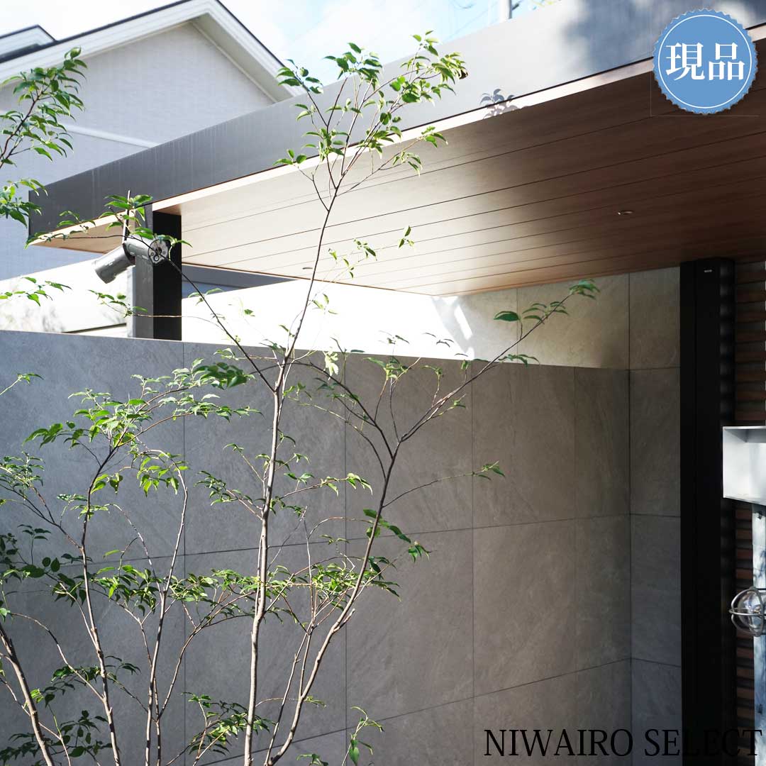 楽天市場】【現品】山採り【ハイノキ】株立ち 自然風樹形 樹高H≒200