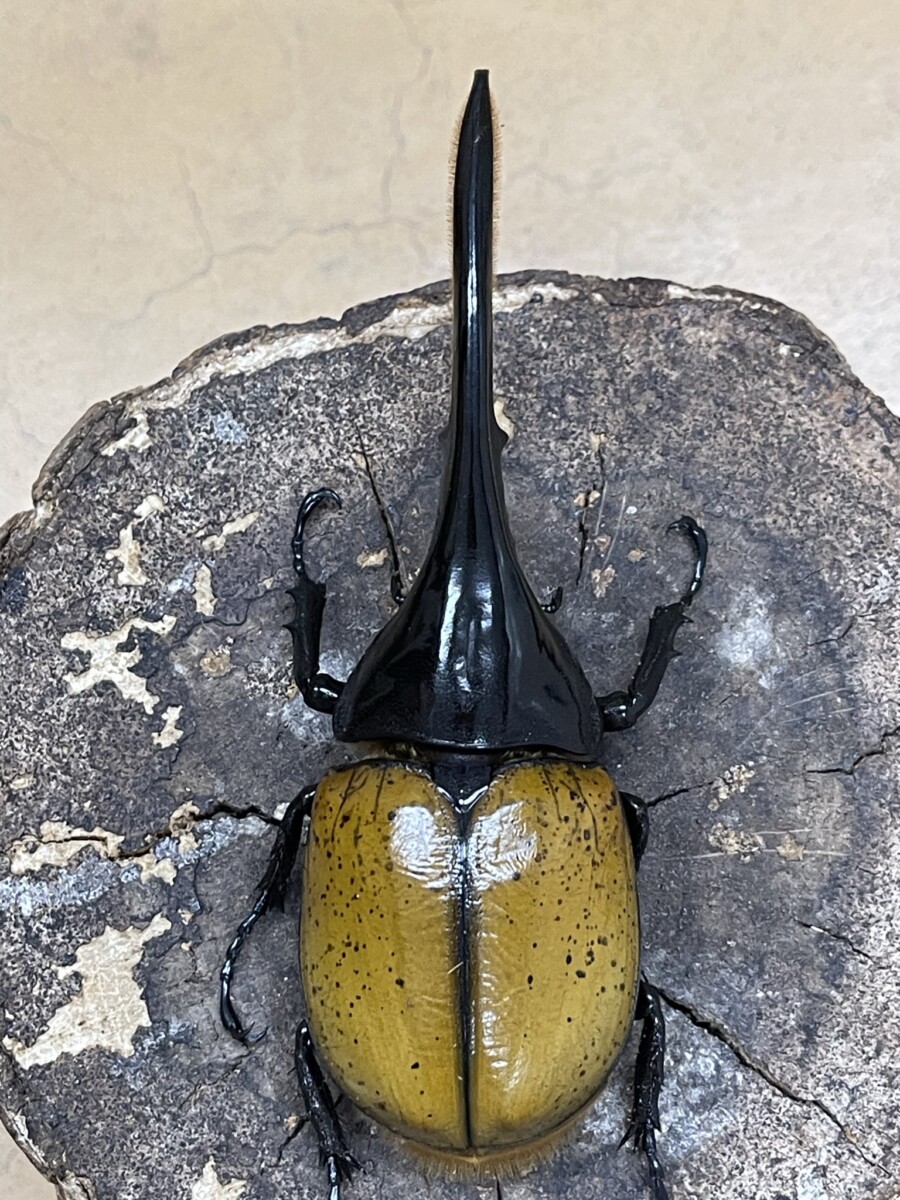 ヘラクレス・モリシマイ 135ミリ♂単品 - クワガタ横丁