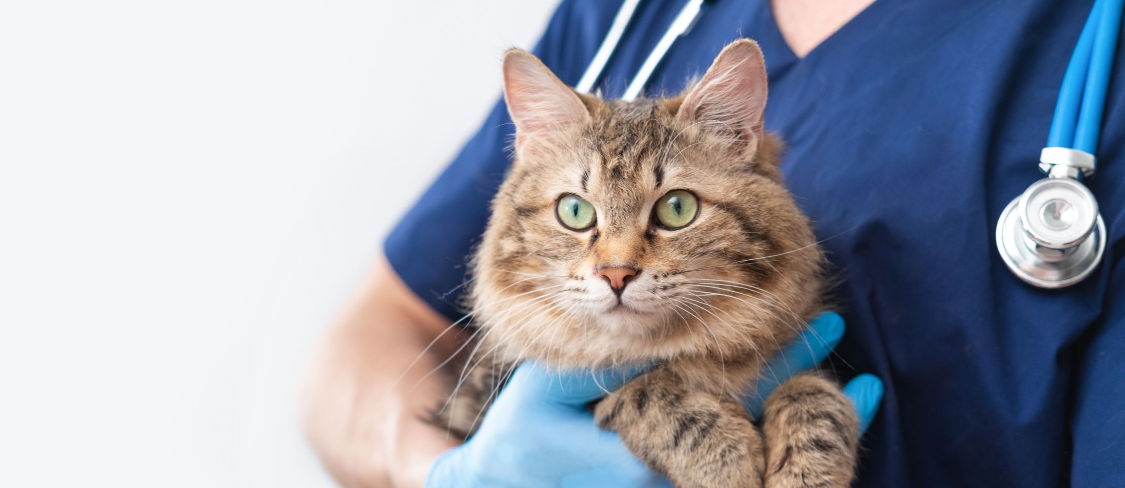 採用情報 : どうぶつ眼科 EyeVet