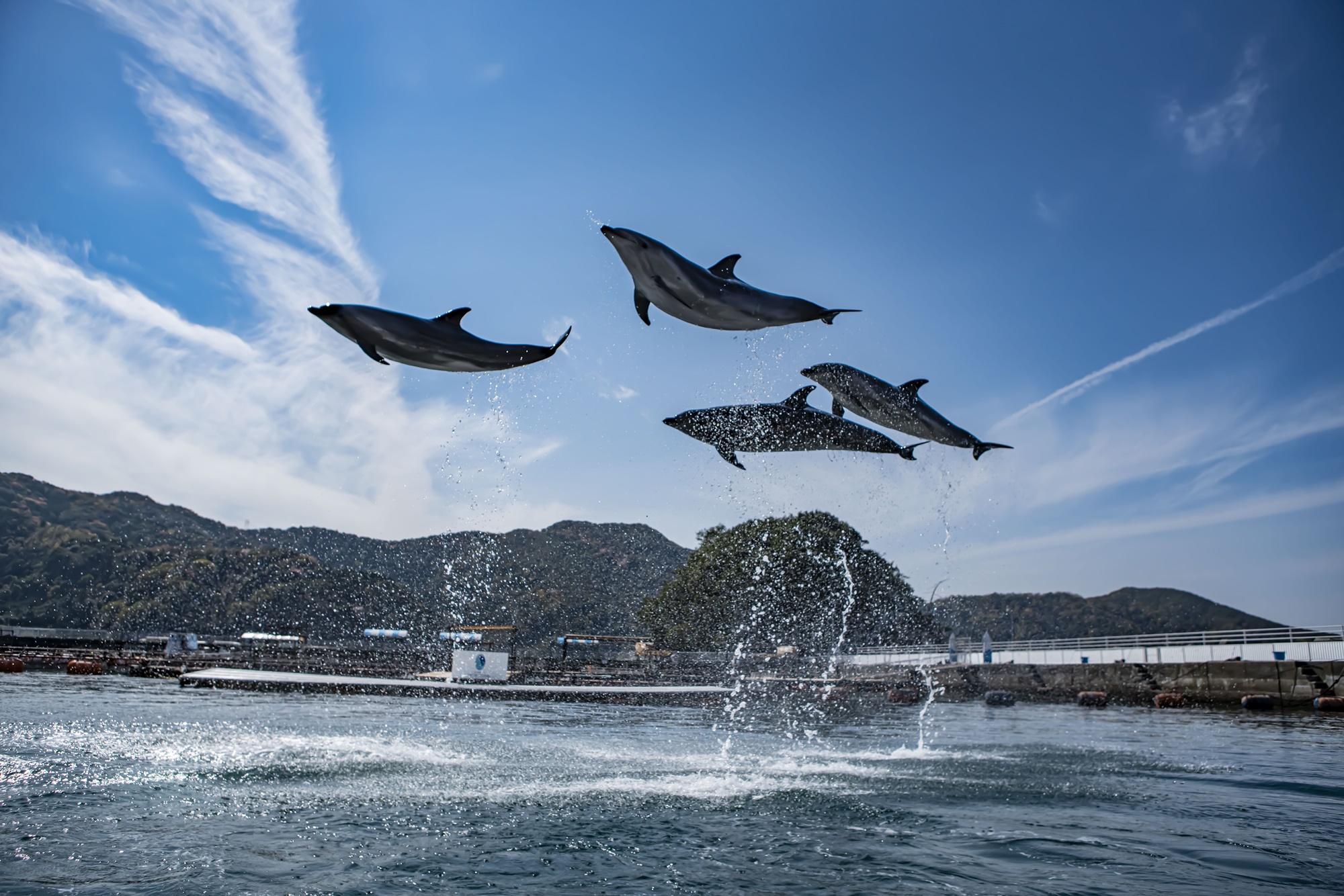うみたま体験パーク「つくみイルカ島」
