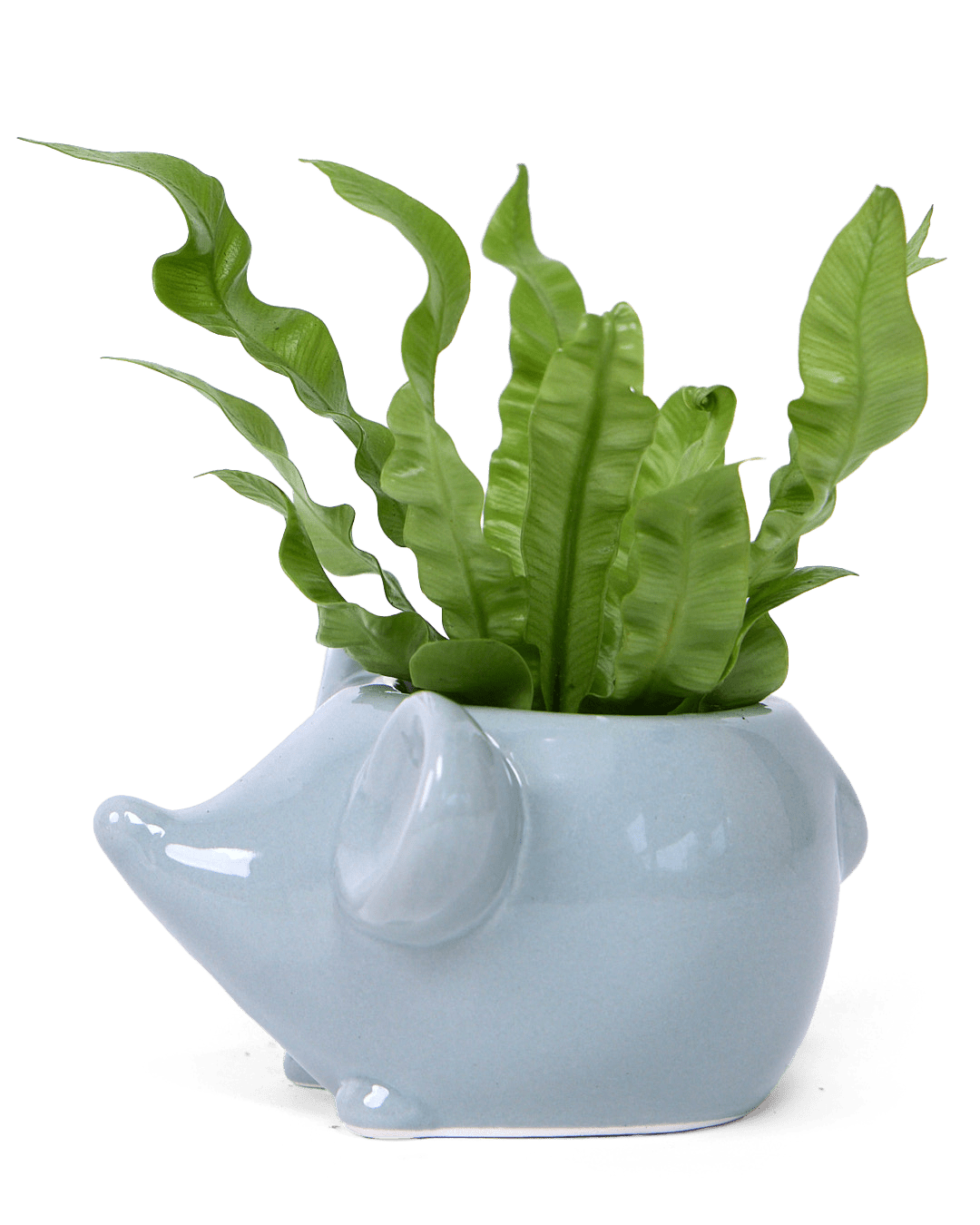Mouse Succulent Pot