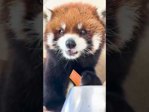 Red Panda Channel - YouTube