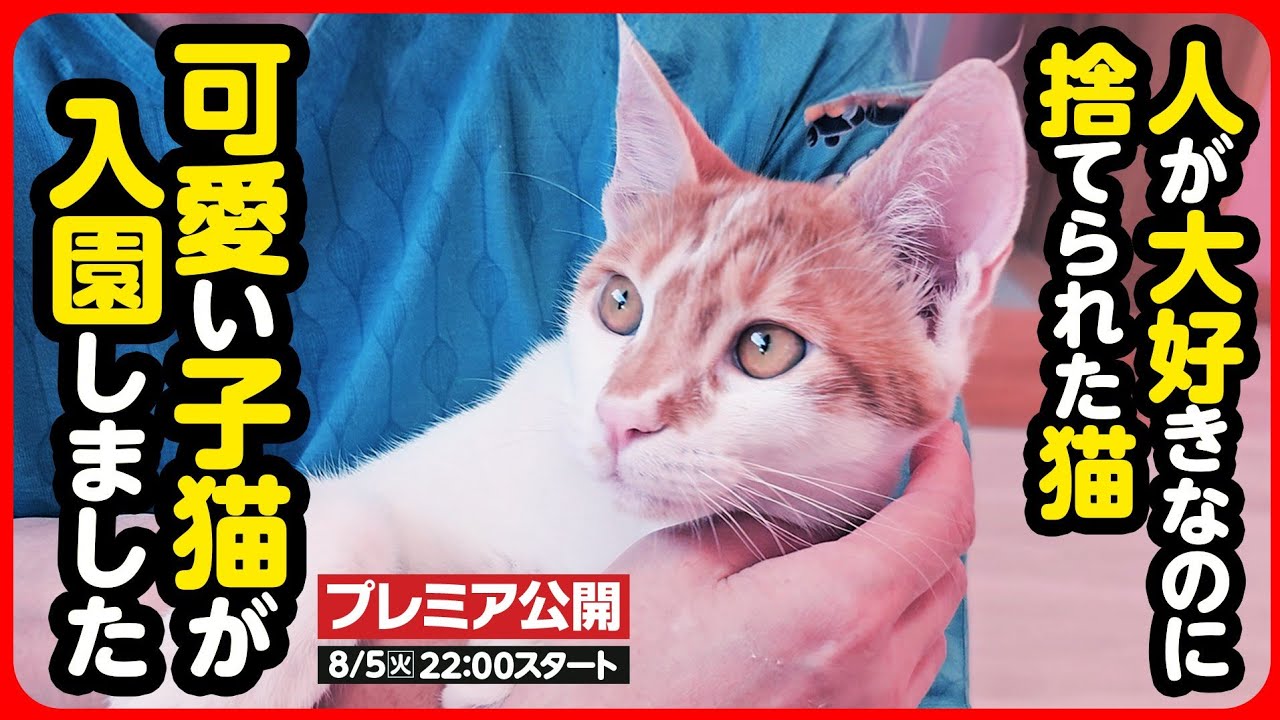 Kitten rescue] A cute brown and white kitten who loves people has