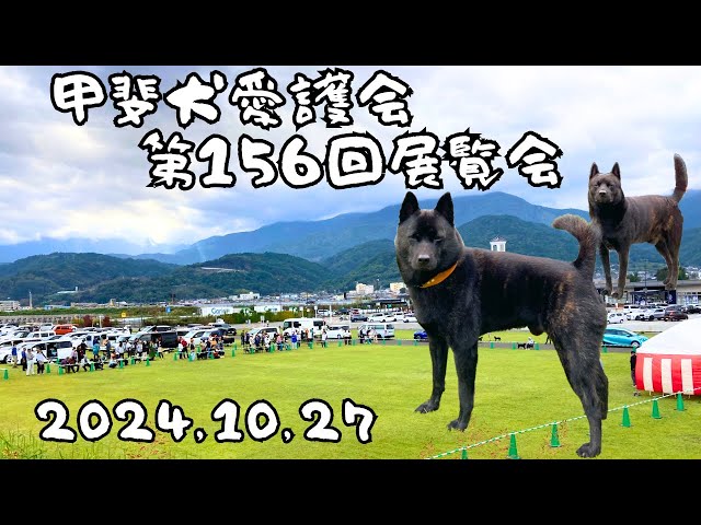 Kai Dog Protection Association 156th Exhibition [October 27, 2024