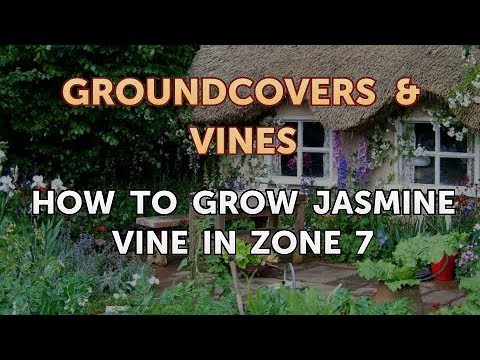How to Grow Jasmine Vine in Zone 7 - YouTube