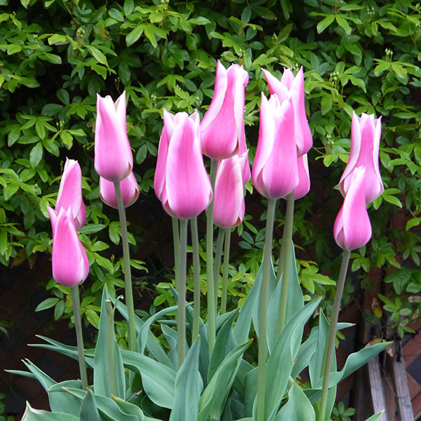 園芸ネット本店｜チューリップ（ゆり咲）：サンネ4球入り（L） の通販