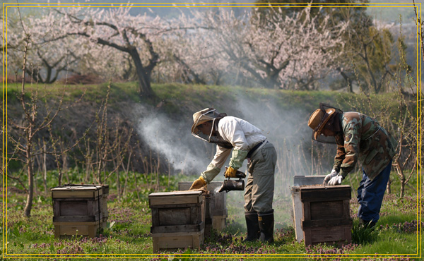 東養蜂場： 紙の養蜂場