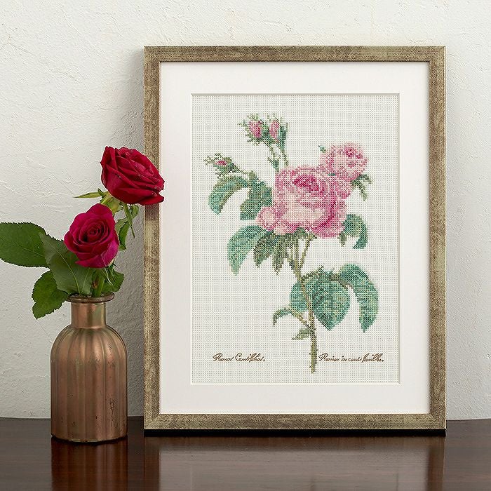 クロスステッチフレーム＜ロサ・ケンティフォリア（ピエール＝ジョゼフ