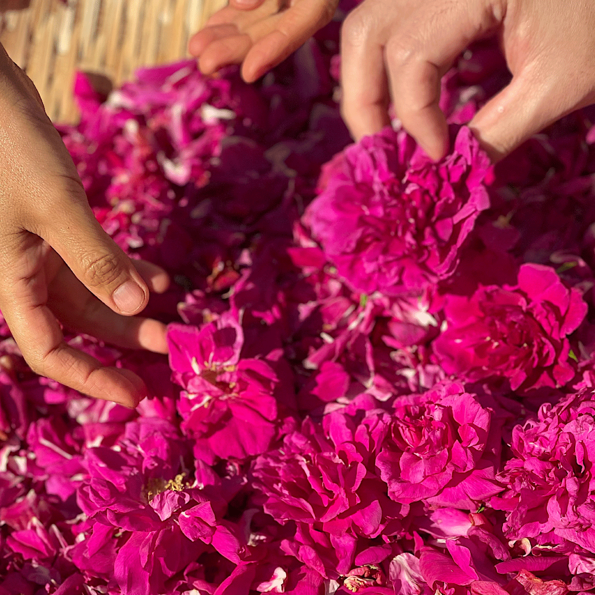 トライアルセット（送料無料）｜NEROLILA（ネロリラ）