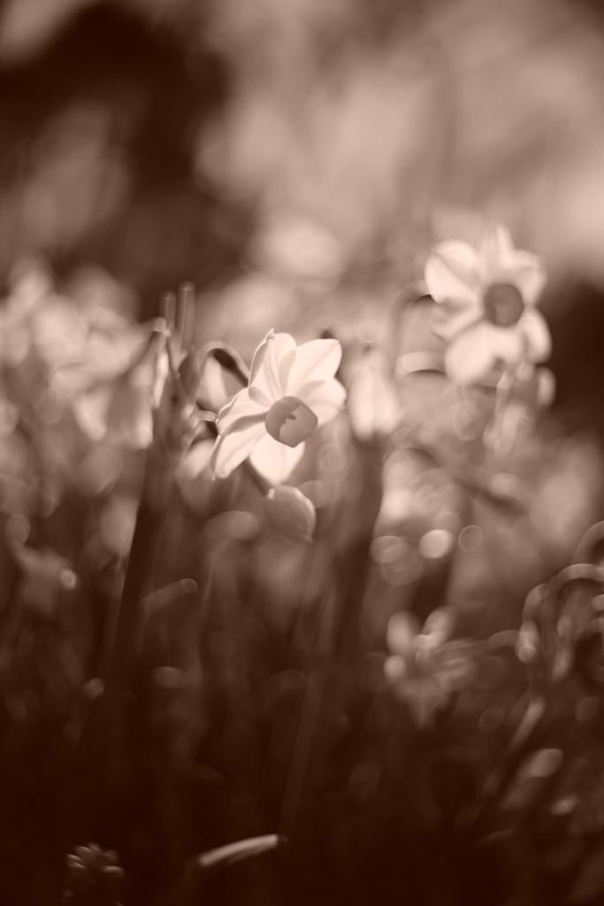 PO3-3M 50mm f2 L改 Review作例 KMZロシア製の銘玉シネレンズ おすすめ