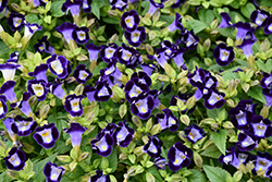 Catalina Midnight Blue Torenia (Torenia 'Dancat911') in Portland