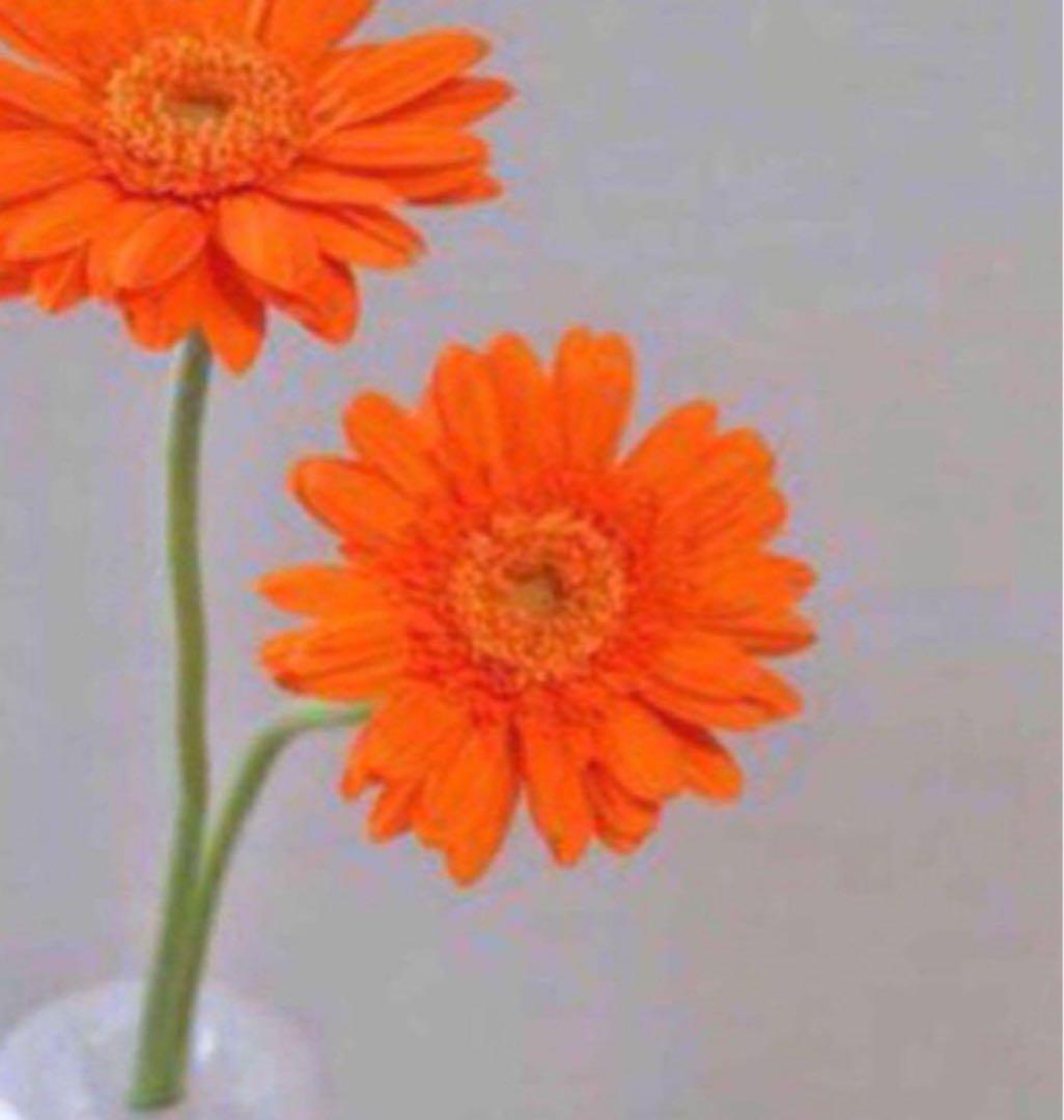 専用 ソープ クレンジング コラゲリード リサージ マイルドクレンジングフォーム （S） | 花王公式通販 【My