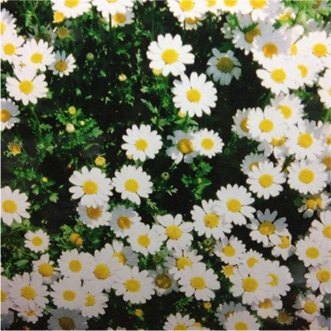 ナチュラクラシカ(告知) cpd115731895-1.jpg